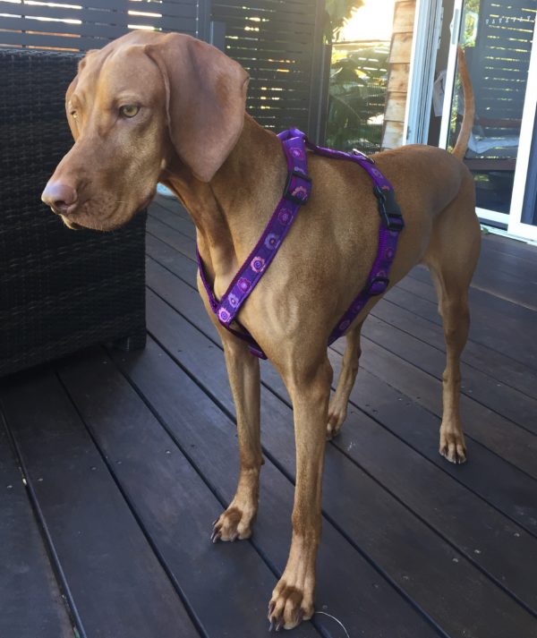 Lilac in a harness